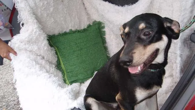 Cachorro ra a SRD idade 7 a 11 meses nome Filhote Bob