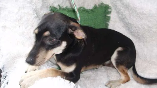 Cachorro ra a SRD idade 7 a 11 meses nome Filhote Bob