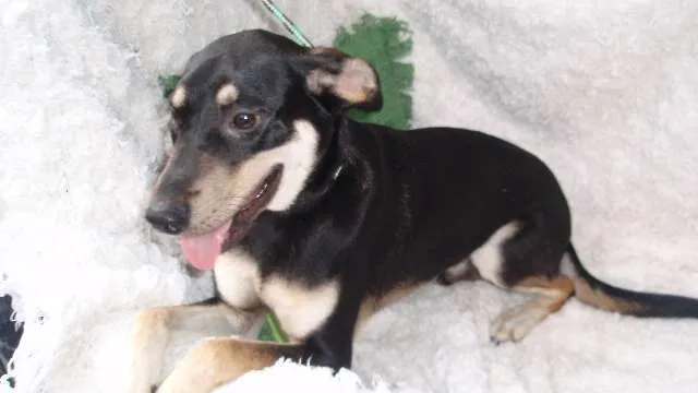 Cachorro ra a SRD idade 7 a 11 meses nome Filhote Bob