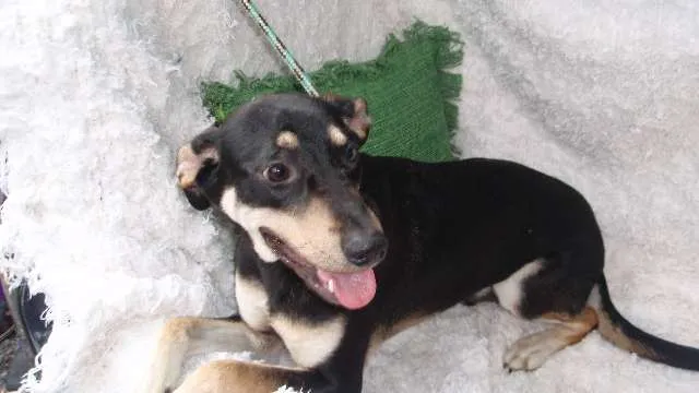 Cachorro ra a SRD idade 7 a 11 meses nome Filhote Bob