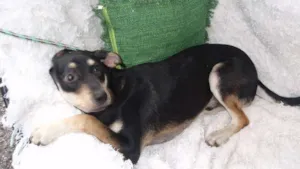 Cachorro raça SRD idade 7 a 11 meses nome Filhote Bob