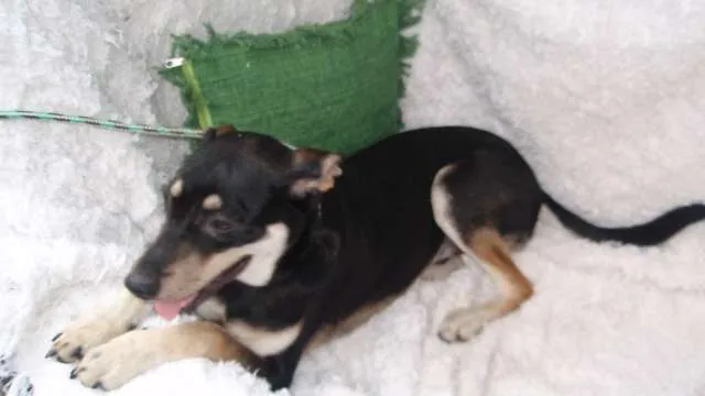 Cachorro ra a SRD idade 7 a 11 meses nome Filhote Bob
