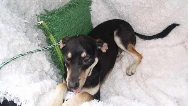 Cachorro ra a SRD idade 7 a 11 meses nome Filhote Bob