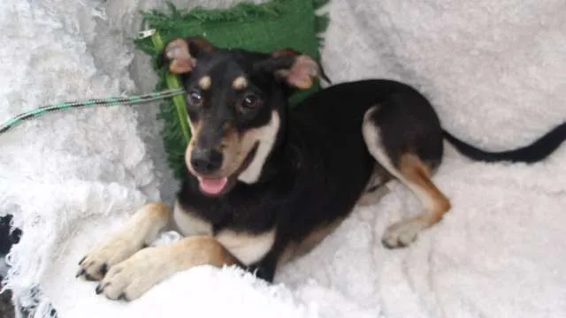 Cachorro ra a SRD idade 7 a 11 meses nome Filhote Bob