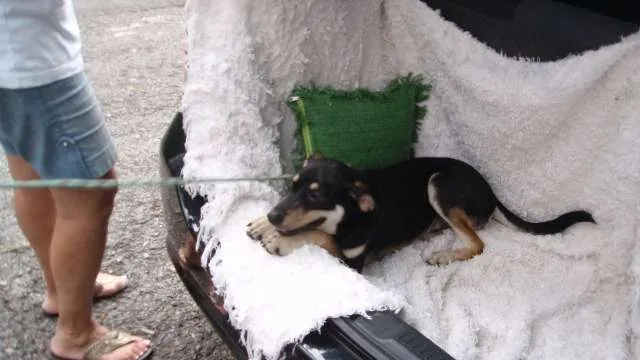 Cachorro ra a SRD idade 7 a 11 meses nome Filhote Bob