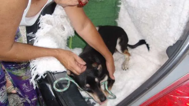 Cachorro ra a SRD idade 7 a 11 meses nome Filhote Bob