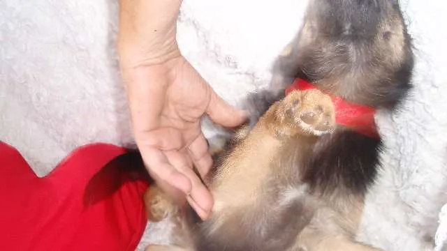 Cachorro ra a SRD idade 2 a 6 meses nome Filhote MARIA