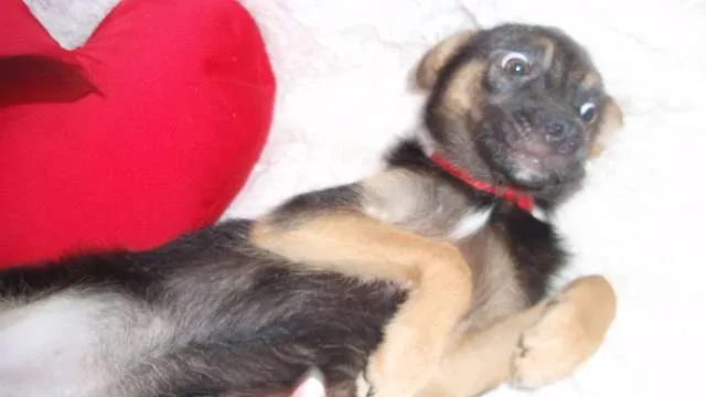 Cachorro ra a SRD idade 2 a 6 meses nome Filhote MARIA