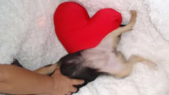 Cachorro ra a SRD idade 2 a 6 meses nome Filhote MARIA