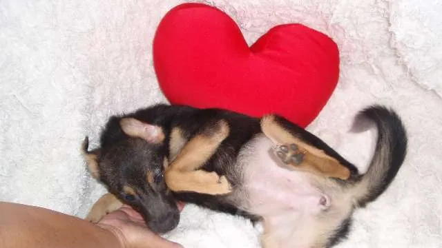 Cachorro ra a SRD idade 2 a 6 meses nome Filhote MARIA