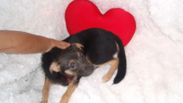 Cachorro ra a SRD idade 2 a 6 meses nome Filhote MARIA
