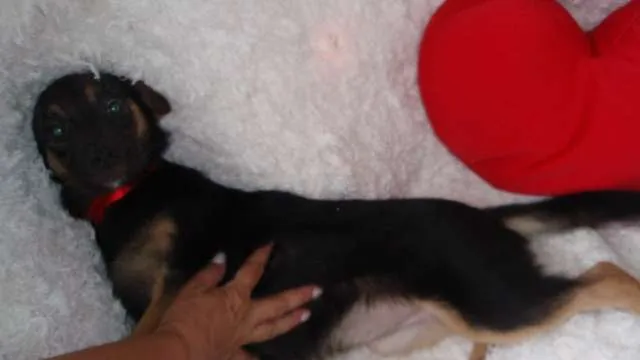 Cachorro ra a SRD idade 2 a 6 meses nome Filhote MARIA