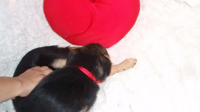 Cachorro ra a SRD idade 2 a 6 meses nome Filhote MARIA
