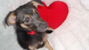 Cachorro raça SRD idade 2 a 6 meses nome Filhote MARIA