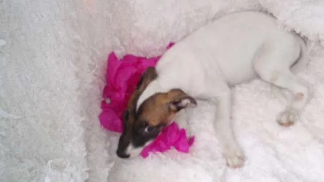 Cachorro ra a SRD idade 2 a 6 meses nome Filhote GABI