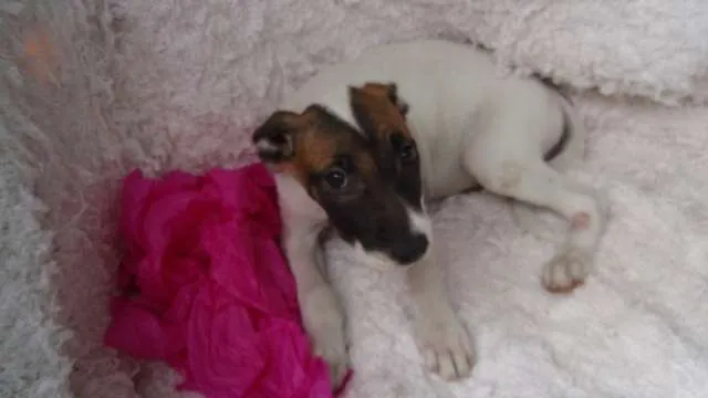 Cachorro ra a SRD idade 2 a 6 meses nome Filhote GABI