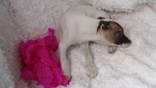 Cachorro ra a SRD idade 2 a 6 meses nome Filhote GABI