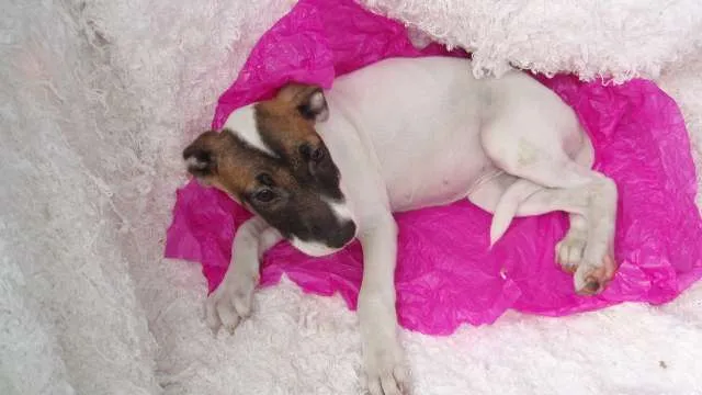 Cachorro ra a SRD idade 2 a 6 meses nome Filhote GABI
