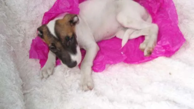 Cachorro ra a SRD idade 2 a 6 meses nome Filhote GABI