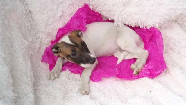 Cachorro ra a SRD idade 2 a 6 meses nome Filhote GABI