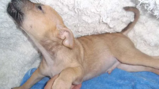 Cachorro ra a SRD idade Abaixo de 2 meses nome Filhote Gabriel
