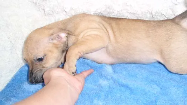 Cachorro ra a SRD idade Abaixo de 2 meses nome Filhote Gabriel