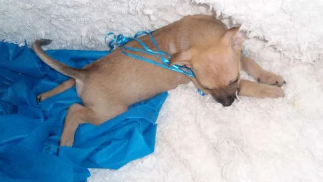 Cachorro ra a SRD idade Abaixo de 2 meses nome Filhote Gabriel