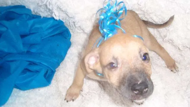 Cachorro ra a SRD idade Abaixo de 2 meses nome Filhote Gabriel