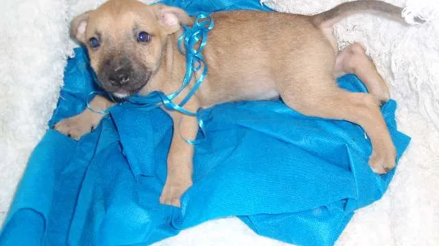 Cachorro ra a SRD idade Abaixo de 2 meses nome Filhote Gabriel