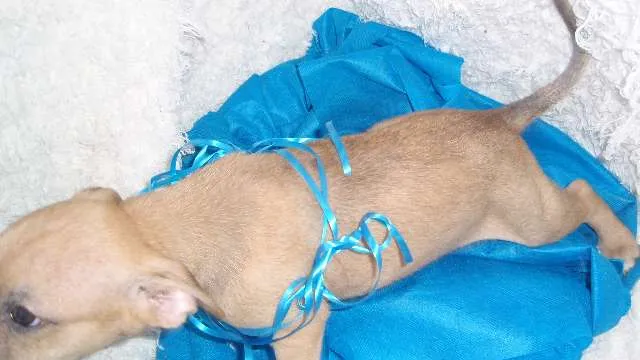 Cachorro ra a SRD idade Abaixo de 2 meses nome Filhote Gabriel