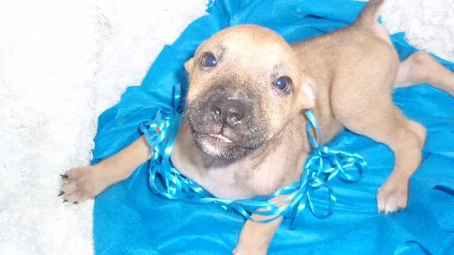 Cachorro ra a SRD idade Abaixo de 2 meses nome Filhote Gabriel