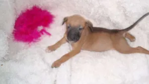 Cachorro raça SRD idade Abaixo de 2 meses nome Domitila