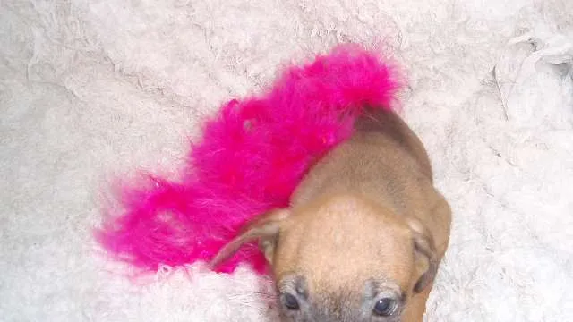 Cachorro ra a SRD idade Abaixo de 2 meses nome Domitila