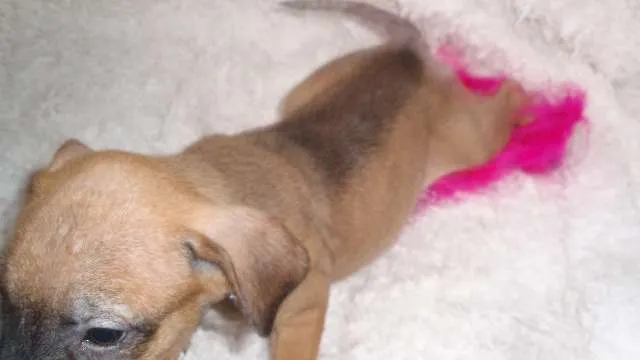 Cachorro ra a SRD idade Abaixo de 2 meses nome Domitila