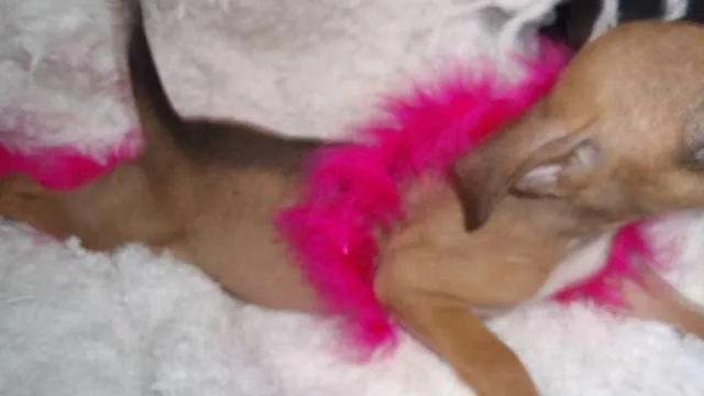 Cachorro ra a SRD idade Abaixo de 2 meses nome Domitila