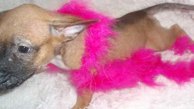 Cachorro ra a SRD idade Abaixo de 2 meses nome Domitila