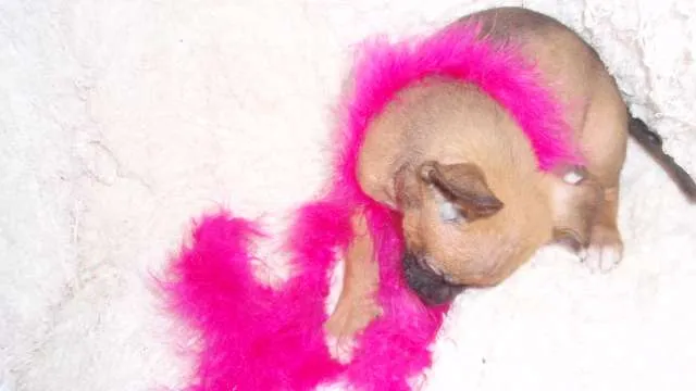 Cachorro ra a SRD idade Abaixo de 2 meses nome Domitila