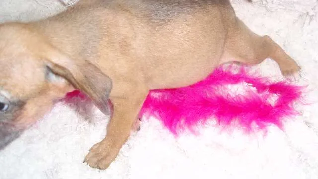 Cachorro ra a SRD idade Abaixo de 2 meses nome Domitila