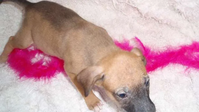 Cachorro ra a SRD idade Abaixo de 2 meses nome Domitila