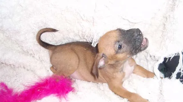Cachorro ra a SRD idade Abaixo de 2 meses nome Domitila