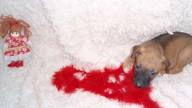 Cachorro ra a SRD idade Abaixo de 2 meses nome Filhote Sofia