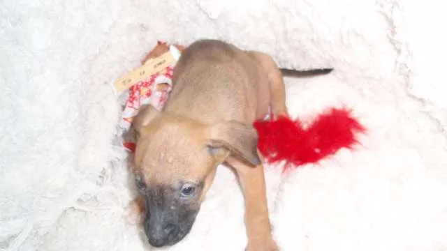 Cachorro ra a SRD idade Abaixo de 2 meses nome Filhote Sofia