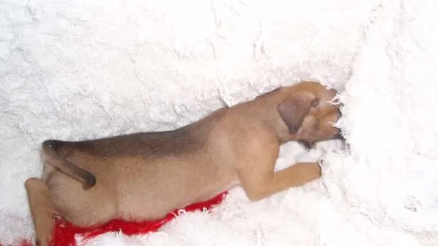 Cachorro ra a SRD idade Abaixo de 2 meses nome Filhote Sofia