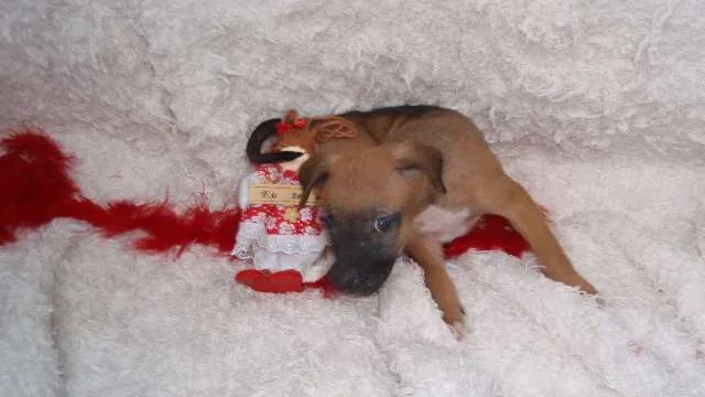 Cachorro ra a SRD idade Abaixo de 2 meses nome Filhote Sofia