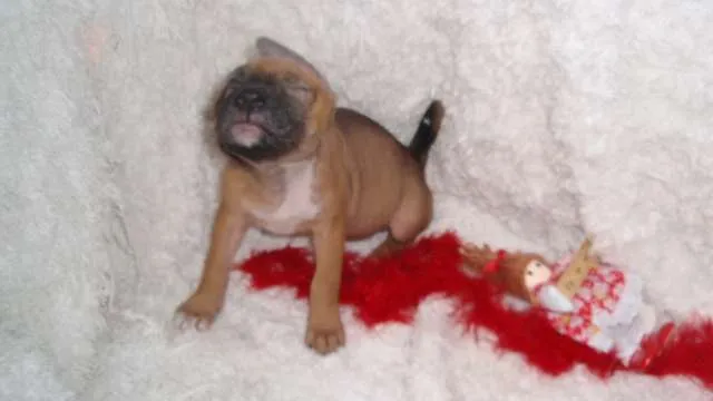 Cachorro ra a SRD idade Abaixo de 2 meses nome Filhote Sofia