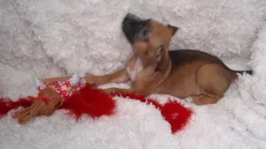 Cachorro raça SRD idade Abaixo de 2 meses nome Filhote Sofia