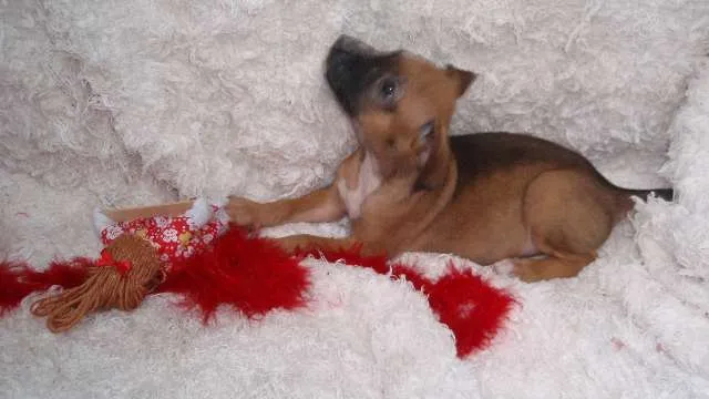 Cachorro ra a SRD idade Abaixo de 2 meses nome Filhote Sofia