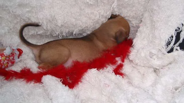Cachorro ra a SRD idade Abaixo de 2 meses nome Filhote Sofia