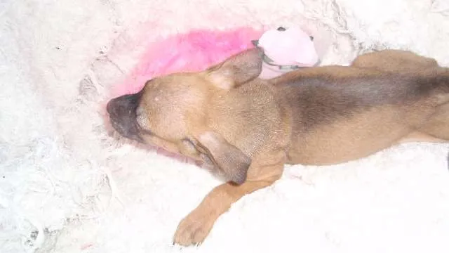 Cachorro ra a SRD idade Abaixo de 2 meses nome Paty
