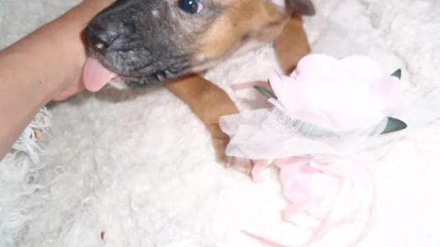 Cachorro ra a SRD idade Abaixo de 2 meses nome Paty